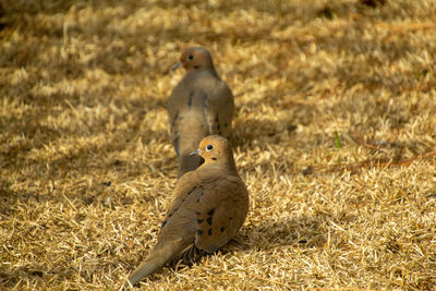 Pair of mourning doves in morning sunlight