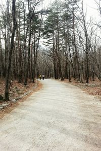 Dirt road passing through forest