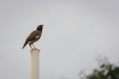 Close-up of bird perching against sky