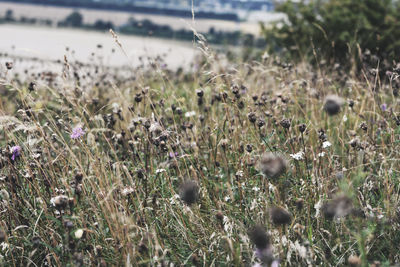 Close-up of plants growing on field