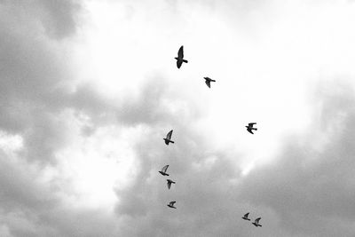 Low angle view of silhouette birds flying in sky