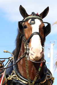 Close-up portrait of horse against sky