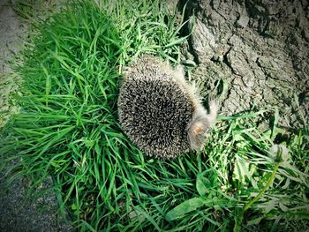 Grass growing on grassy field