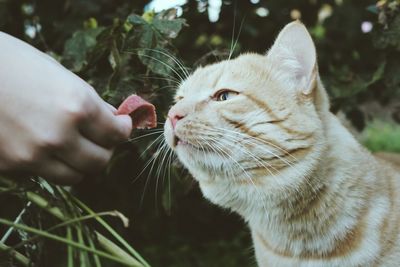 Cropped image of person feeding meat to cat