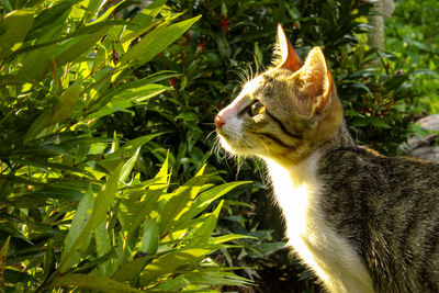 Close-up of a cat looking away