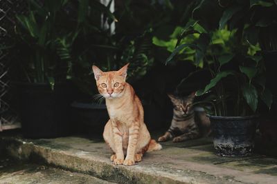 Portrait of ginger cat sitting on retaining wall