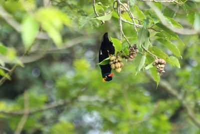 Bird perching on tree trunk