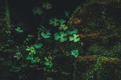 Plants growing in pond