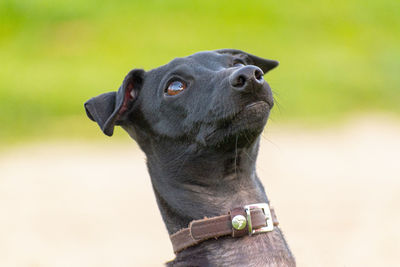 Close-up of dog