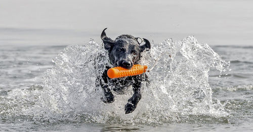 Dog carrying toy in mouth while running in sea