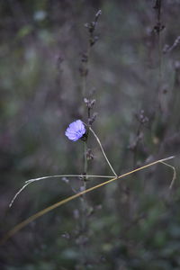 Close-up of purple flowering plant