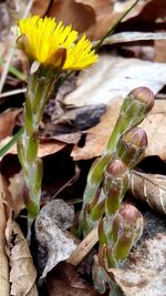 Close-up of yellow flowers