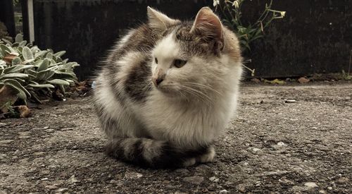 Close-up of cat sitting outdoors