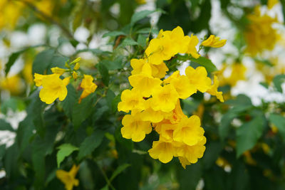 Close-up of yellow flowering plant