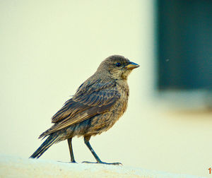 Close-up of bird perching