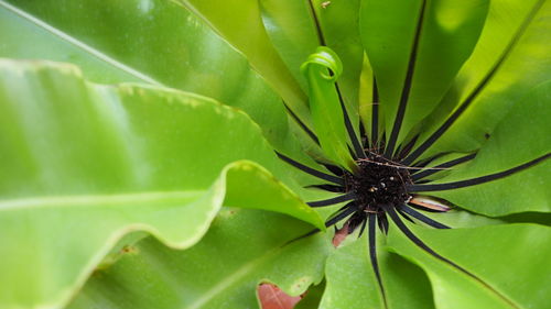 High angle view of insect on plant