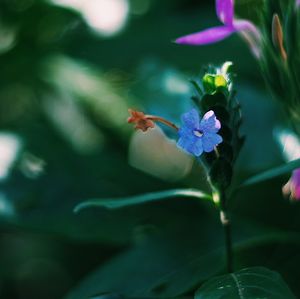 Close-up of purple flowering plant