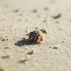 View of crab on beach