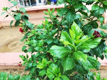 Close-up of green plant