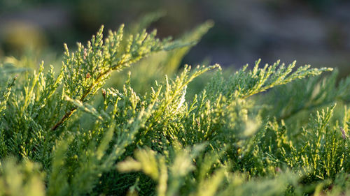 Close-up of plant growing on field