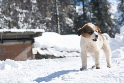 Dog on snow covered field