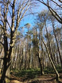 Low angle view of trees in forest