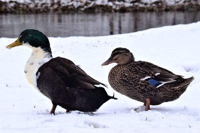 Ducks on snow covered field