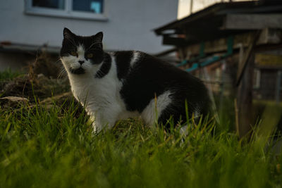 Housecat, persermix schwarz weiß mit schwarzer nase, persermix black and white with black nose 