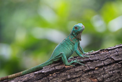 Close-up of lizard on tree trunk