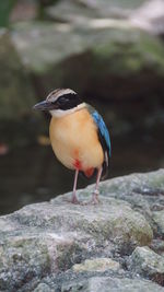 Close-up of bird perching on rock