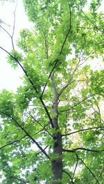 Low angle view of trees