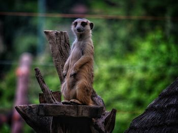 Monkey sitting on wooden post in zoo