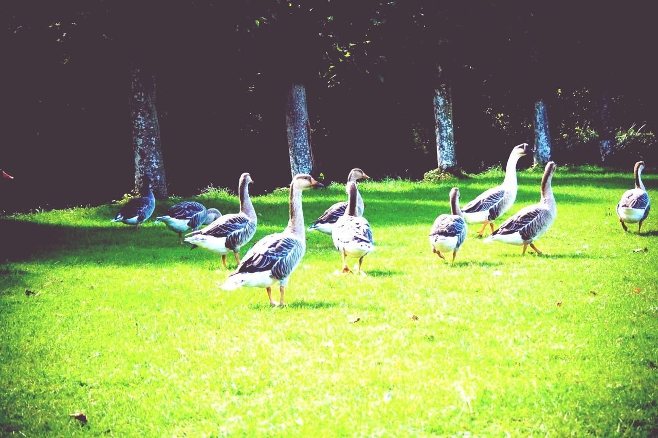 animal themes, bird, grass, animals in the wild, wildlife, field, green color, medium group of animals, grassy, flock of birds, nature, outdoors, park - man made space, no people, day, flying, in a row, three animals, togetherness