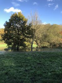 Trees on field against sky