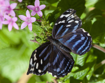 Close-up of butterfly on purple flower