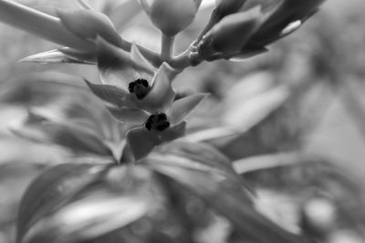 Close-up of flowering plant