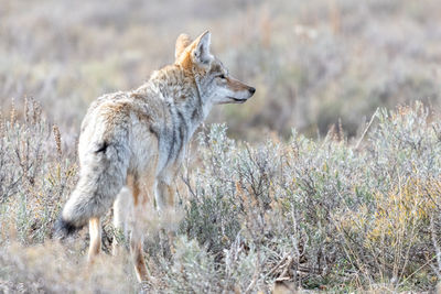 Coyote hunting in a brushy field in yellowstone national park