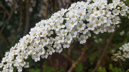 Close-up of white flowers