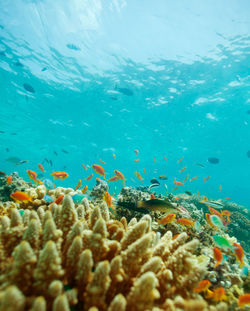 View of fish swimming in sea