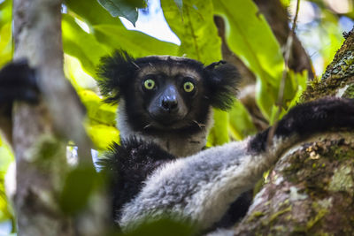 Portrait of black cat on tree
