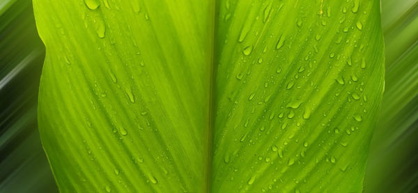 Full frame shot of green leaves