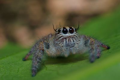 Close-up of jumber spider