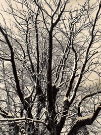 Low angle view of bare tree in forest