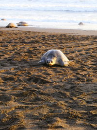 View of turtle on beach