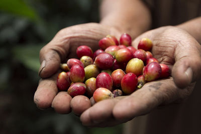Cropped image of hand holding raw coffee beans