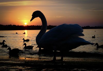 Swans in lake