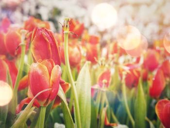 Close-up of red tulips