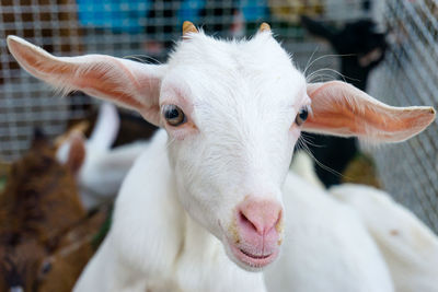 Close-up portrait of horse