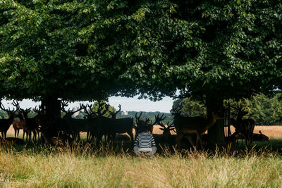 Man with animals on field against trees