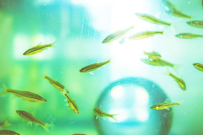 Close-up of fish swimming in water